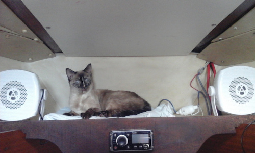 Le chat de garde à poste