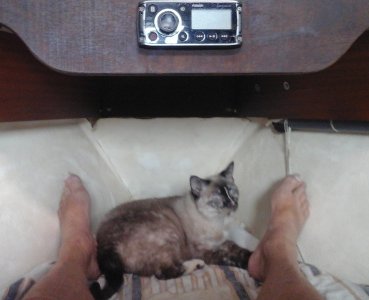 assez longue pour ajouter un chat