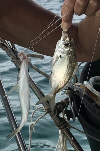 A la ligne sur le coté du bateau